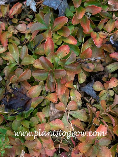 Sedum ellacombianum in early October